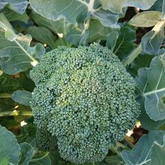ブロッコリーお譲り致します。