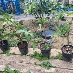 サガリバナ　取木