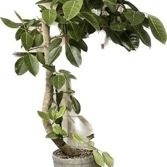 フィカス(180cm) 観葉植物 植木鉢