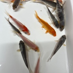 錦鯉　稚魚　7cm前後　1匹の画像