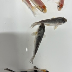 錦鯉　稚魚　7cm前後　1匹の画像