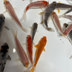 錦鯉　稚魚　7cm前後　1匹の画像