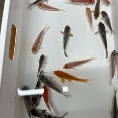 錦鯉　稚魚　7cm前後　1匹