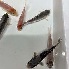 錦鯉　稚魚　7cm前後　1匹の画像