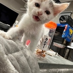 かわいい三毛