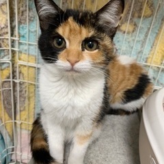 3ヶ月ミケ猫