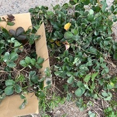 いちごの子株・孫株15株くらい200円🍓写真⑤全部は600円の画像