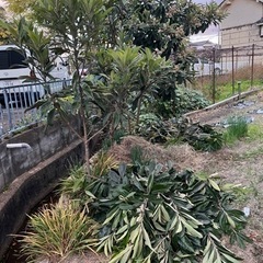 枇杷の葉っぱをお探しの方にの画像