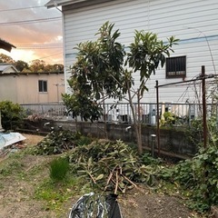 枇杷の葉っぱをお探しの方に