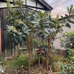 枇杷の葉っぱをお探しの方にの画像