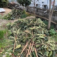 枇杷の葉っぱをお探しの方にの画像