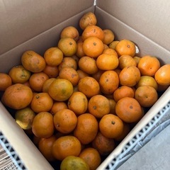 ✨️激安✨️とても甘い早生みかん🍊 1キロ