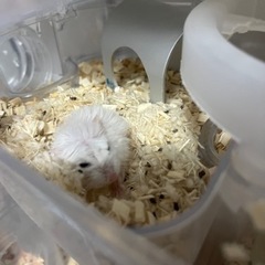 ロボロフスキーハムスター