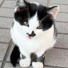 白黒のかわいい子猫