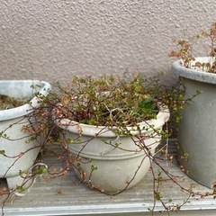 【お受け取りの方決まりました！】もらってください。植木。ワイヤー...