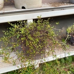 【お受け取りの方決まりました！】もらってください。植木。ワイヤー...