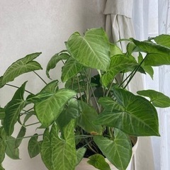 シンゴジウム　挿し木の画像