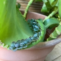 子宝草🌱　大切に育ててくださる方へお譲りします。の画像