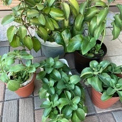 子宝草🌱　大切に育ててくださる方へお譲りします。の画像