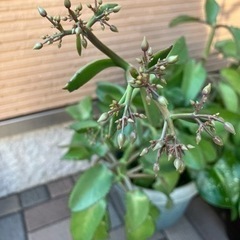 子宝草🌱　大切に育ててくださる方へお譲りします。の画像