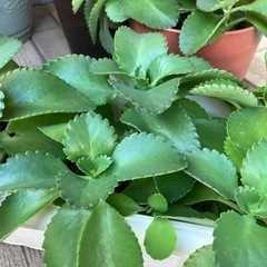 子宝草🌱　大切に育ててくださる方へお譲りします。の画像