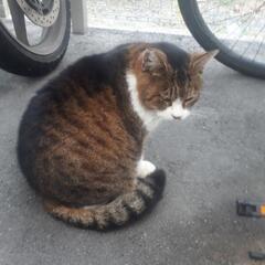 コインランドリーのきじ白ちゃん捕まえて
