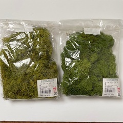アイスランドモス　スプリンググリーン　フレッシュグリーン　苔　モス2袋セットの画像