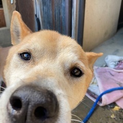 田舎の番犬なら任せて！ − 島根県