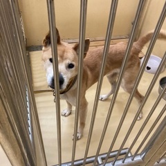 田舎の番犬なら任せて！