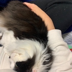 5歳の長毛猫ちゃんとっても可愛い甘えん坊女の子 - 杉並区