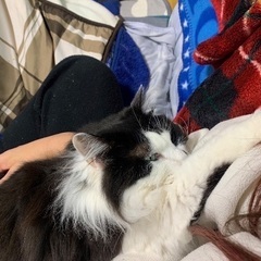 5歳の長毛猫ちゃんとっても可愛い甘えん坊女の子 - 猫