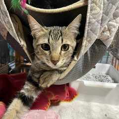 in瀬戸市☆全部で子猫が50匹～2会場で子猫祭り！☆2023年1...