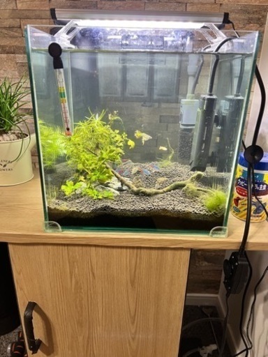 熱帯魚セット　水槽　水槽台