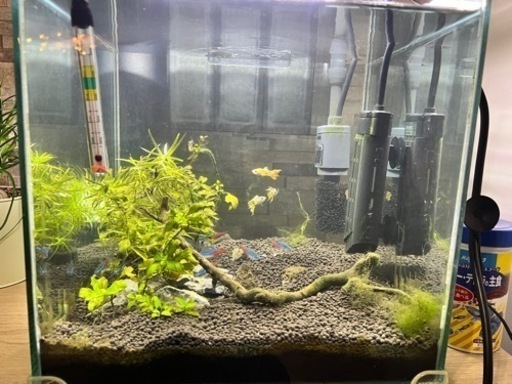熱帯魚セット　水槽　水槽台