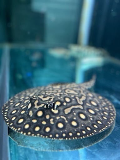 淡水エイハイブリッドメス