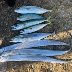 海釣り　釣り　釣り仲間募集　ショアジギング　シーバス　マゴチ　ヒ...