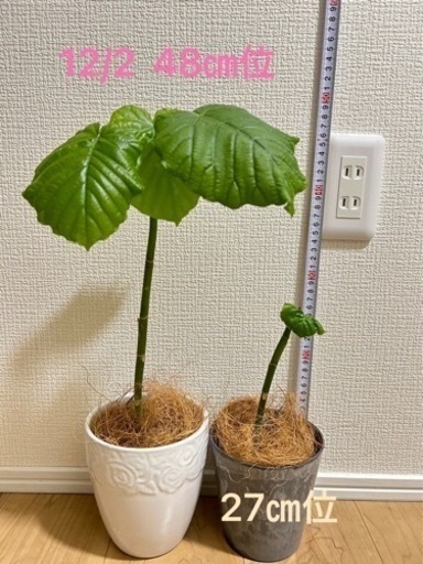 お買い得‼️セット売り　人気のウンベラータ