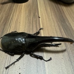 ヘラクレスオオカブト　ペア　メスは後食開始してます。の画像