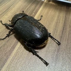 ヘラクレスオオカブト　ペア　メスは後食開始してます。の画像