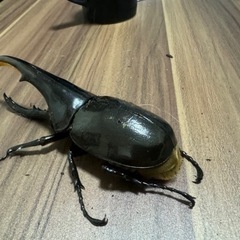ヘラクレスオオカブト　ペア　メスは後食開始してます。の画像