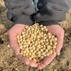 ☆自家製味噌作り　すべての素材が無農薬・無肥料・無除草剤の画像