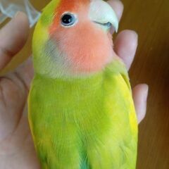 黄色いコザクラインコを探しています。