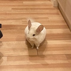 チンチラ　ホワイト