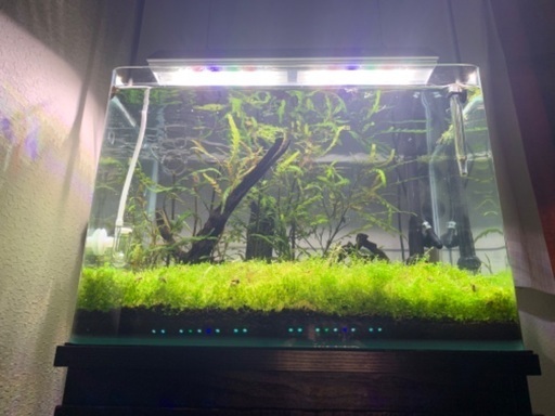 アクアリウム  熱帯魚飼育用品 一式 魚飼育セット - Amazon.co.jp