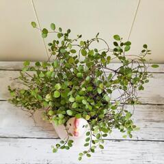 【💖Thankyou💖】鶏陶器鉢入りワイヤープランツ🌿観葉植物の画像