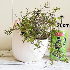 【💖Thankyou💖】鶏陶器鉢入りワイヤープランツ🌿観葉植物の画像