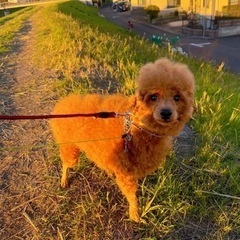🐶友募集〜*´∀`)(´∀`*