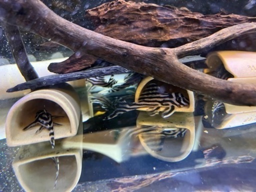 インペリアルゼブラプレコ