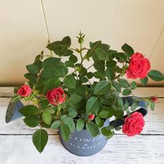 【💖Thankyou💖】赤いミニバラ🌹観葉植物🌿の画像