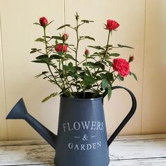 【💖Thankyou💖】赤いミニバラ🌹観葉植物🌿